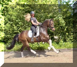 Vito HW canter2.jpeg (774953 bytes)