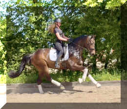Vito HW canter3.jpeg (933990 bytes)
