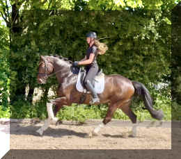 Vito HW canter8.jpeg (676099 bytes)
