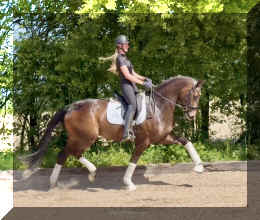 Vito HW trot2.jpeg (940172 bytes)