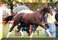 Horse_Falsterbo-_2big.jpg (61814 bytes)
