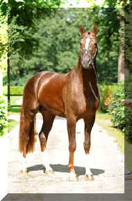 stallion-floiscount-01.jpg (69670 bytes)