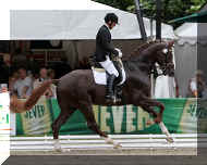 stallion-floriscount-03.jpg (39195 bytes)