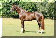 stallion-floriscount-04.jpg (51822 bytes)