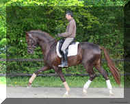 stallion-floriscount-06.jpg (50261 bytes)