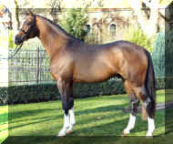 Horse_Lugato-big.jpg (70299 bytes)