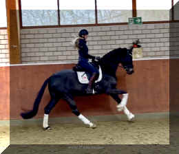 EscaHit canter6.jpeg (175210 bytes)