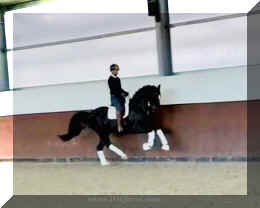 Fuerst Brentano HW canter1 new.jpeg (67206 bytes)