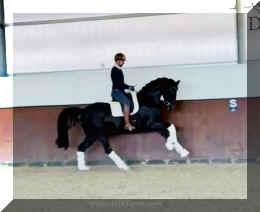 Fuerst Brentano HW canter3 new..jpeg (70037 bytes)