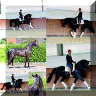 Fuerst Brentano HW collage new 8.jpeg (260001 bytes)