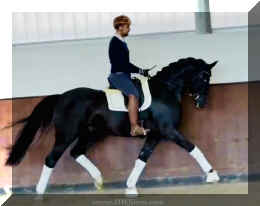 Fuerst Brentano HW trot4 new.jpeg (115063 bytes)