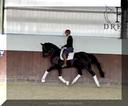 Fuerst Brentano HW trot7 new.jpeg (128709 bytes)