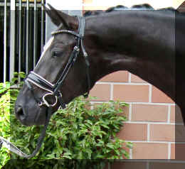 Head new.jpg (234587 bytes)