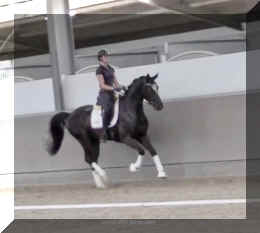 Fuerst Brentano HW canter4.jpeg (103646 bytes)