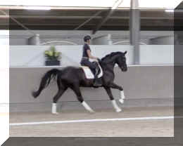 Fuerst Brentano HW canter6.jpeg (227049 bytes)