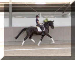 Fuerst Brentano HW trot6.jpeg (201127 bytes)