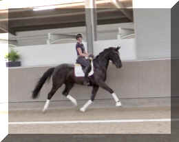 Fuerst Brentano HW trot7.jpeg (178429 bytes)