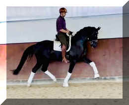 FB trot new _2.jpeg (179796 bytes)