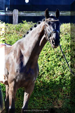 John Jameson HW head2.jpeg (5572891 bytes)