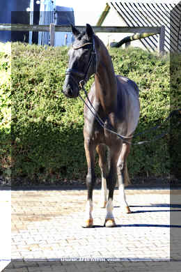 John Jameson HW head5.jpeg (4766420 bytes)