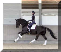 Secret Dream HW canter3.jpeg (231988 bytes)