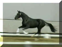 Secret Dream HW free canter1.jpeg (121553 bytes)