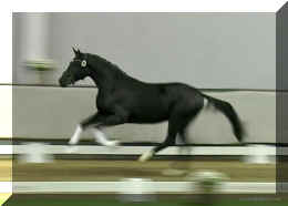 Secret Dream HW free canter2.jpeg (144167 bytes)
