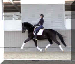 Secret Dream HW trot12.jpeg (235888 bytes)
