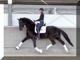 Secret Dream HW trot14.jpeg (257624 bytes)