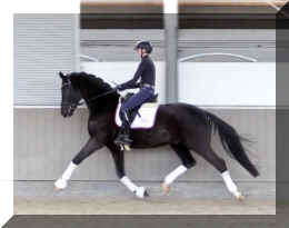 Secret Dream HW trot15.jpeg (268451 bytes)