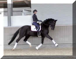Secret Dream HW trot8.jpeg (258259 bytes)
