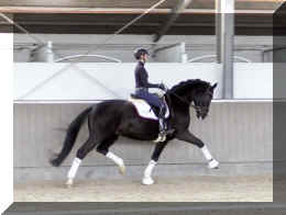 Secret Dream HW trot9.jpeg (288246 bytes)