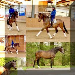 Collage.JPG (357372 bytes)