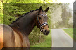 Secret Spice HW head new 1.jpeg (249732 bytes)