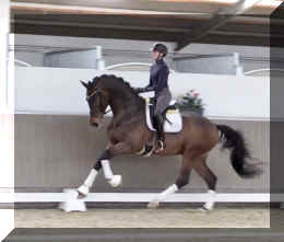 Secret Spice HW canter1.jpeg (257051 bytes)