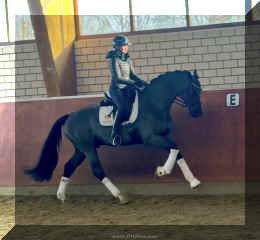 Simply Black HW canter new4.jpeg (449390 bytes)