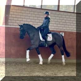 Simply Black HW trot new5.jpeg (456823 bytes)