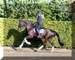 Simply Black HW canter2.jpeg (663167 bytes)