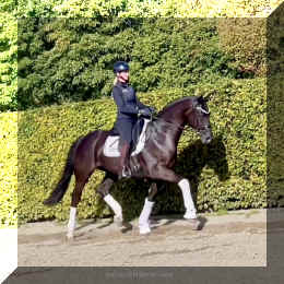 Simply Black HW trot1.jpeg (301275 bytes)