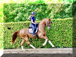 Sky HW canter1.jpeg (1165852 bytes)