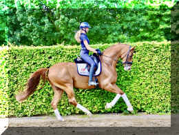 Sky HW canter3.jpeg (982587 bytes)