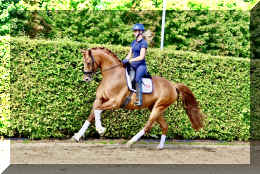 Sky HW canter4.jpeg (922145 bytes)