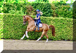 Sky HW canter5.jpeg (973190 bytes)