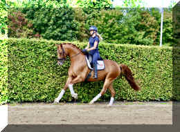 Sky HW canter6.jpeg (1139832 bytes)