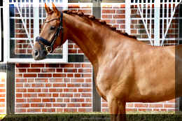 Sky HW head 1.jpeg (960855 bytes)