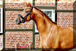 Sky HW head 2.jpeg (925541 bytes)