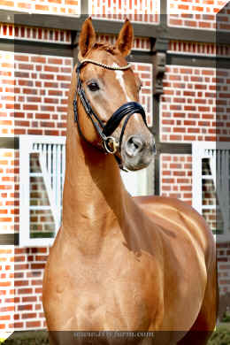 Sky HW head 3.jpeg (801267 bytes)