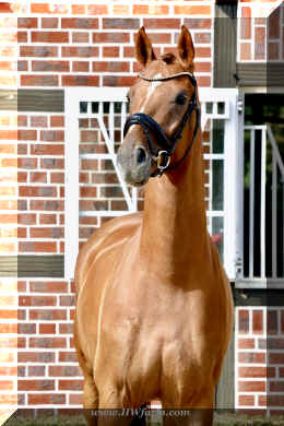 Sky HW head 4.jpeg (701152 bytes)