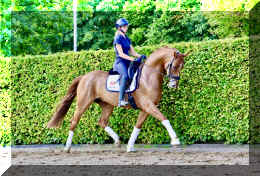 Sky HW trot2.jpeg (1160942 bytes)