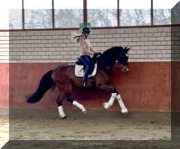 Armani Gold HW canter3.jpeg (381091 bytes)